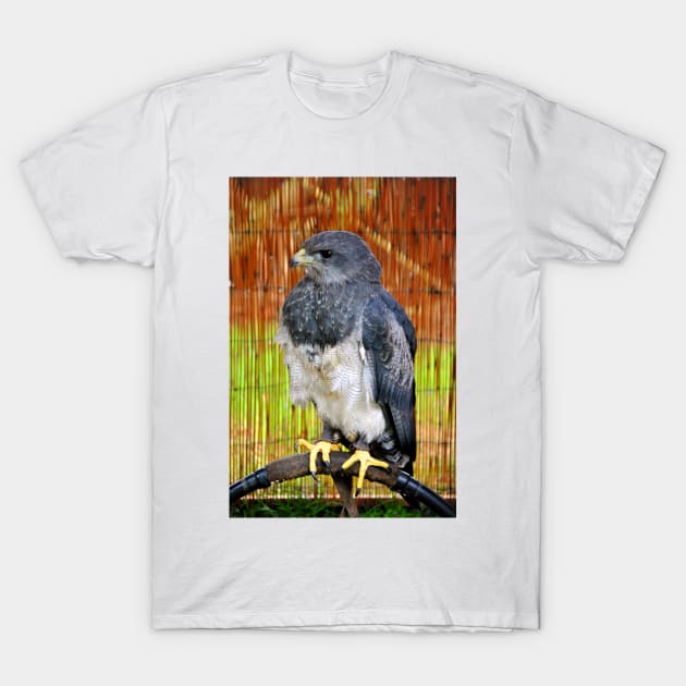 Chilean Eagle Black Chested Buzzard T-Shirt by AndyEvansPhotos